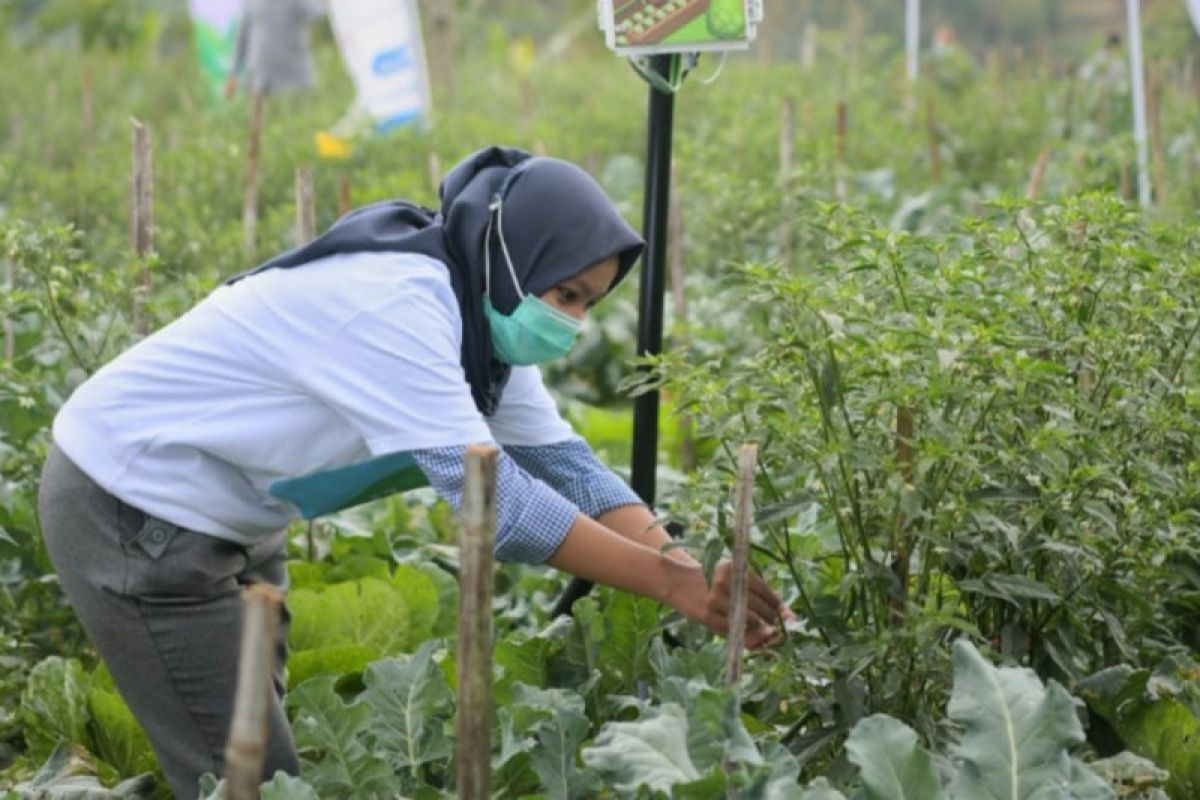 Jabar siapkan 40 hektare lahan untuk program petani milenial