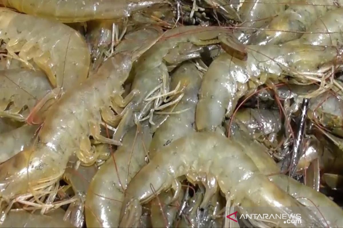 2.300 lahan tambak di Riau berpotensi untuk tambak udang vaname