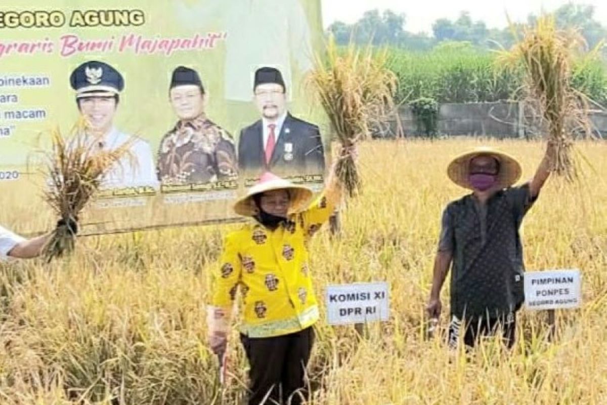 Golkar Jatim instruksikan anggotanya beli beras langsung ke petani