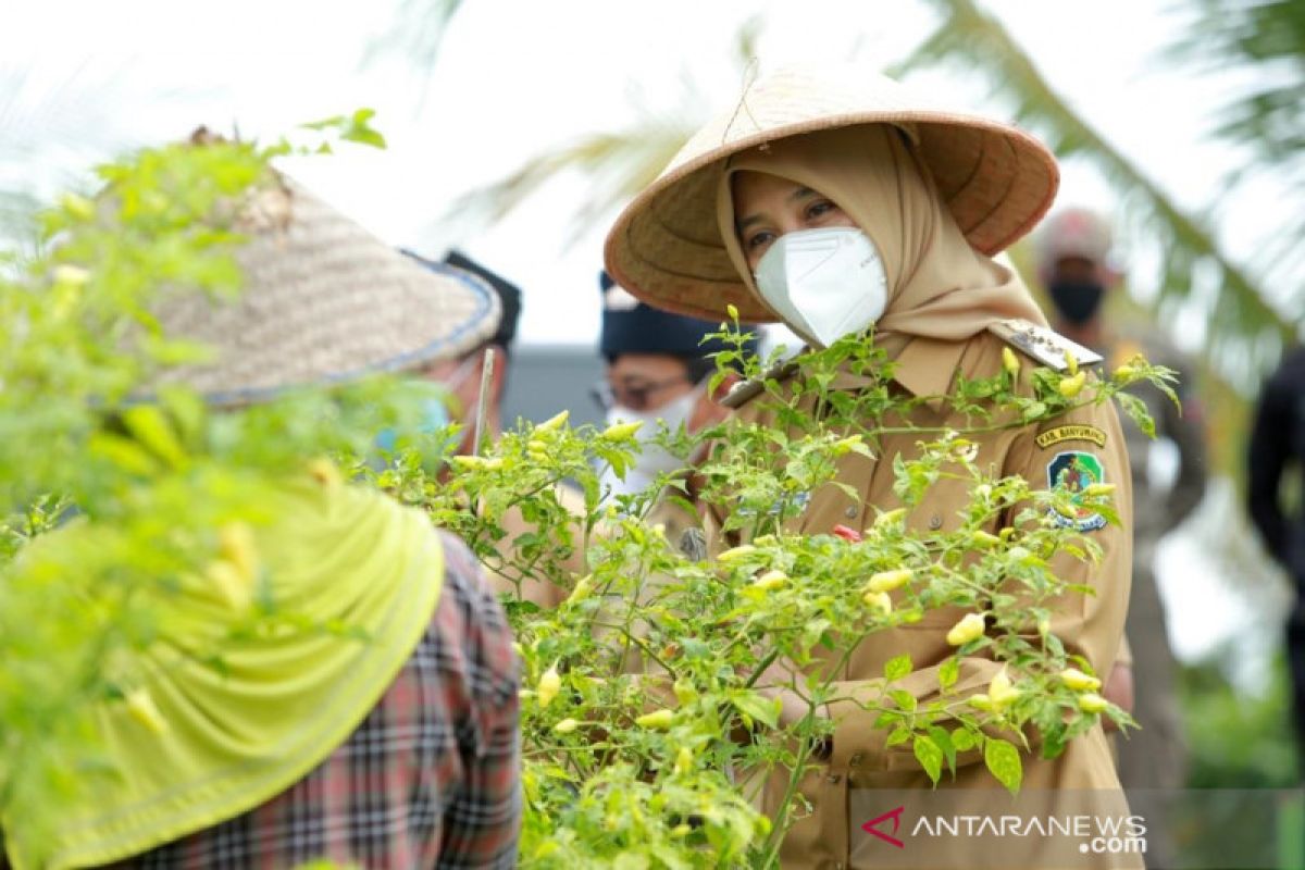 Banyuwangi ditunjuk jadi penyangga komoditas cabai nasional