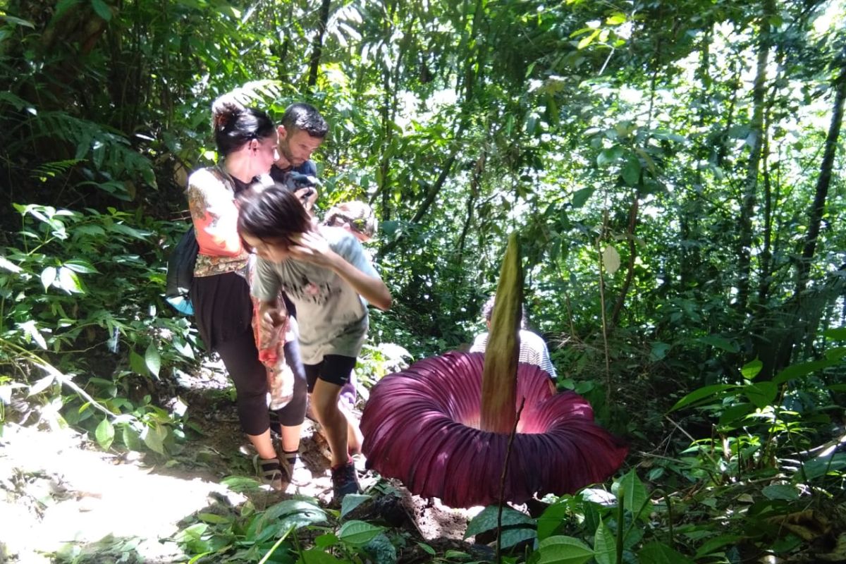 Pesona wisata alam Batu Katak Bahorok manjakan wisatawan