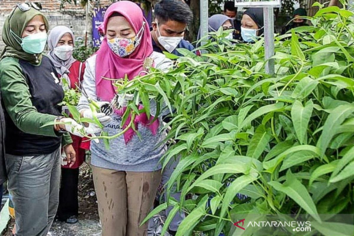 PKK Jaksel panen sayuran hidroponik di Manggarai Selatan