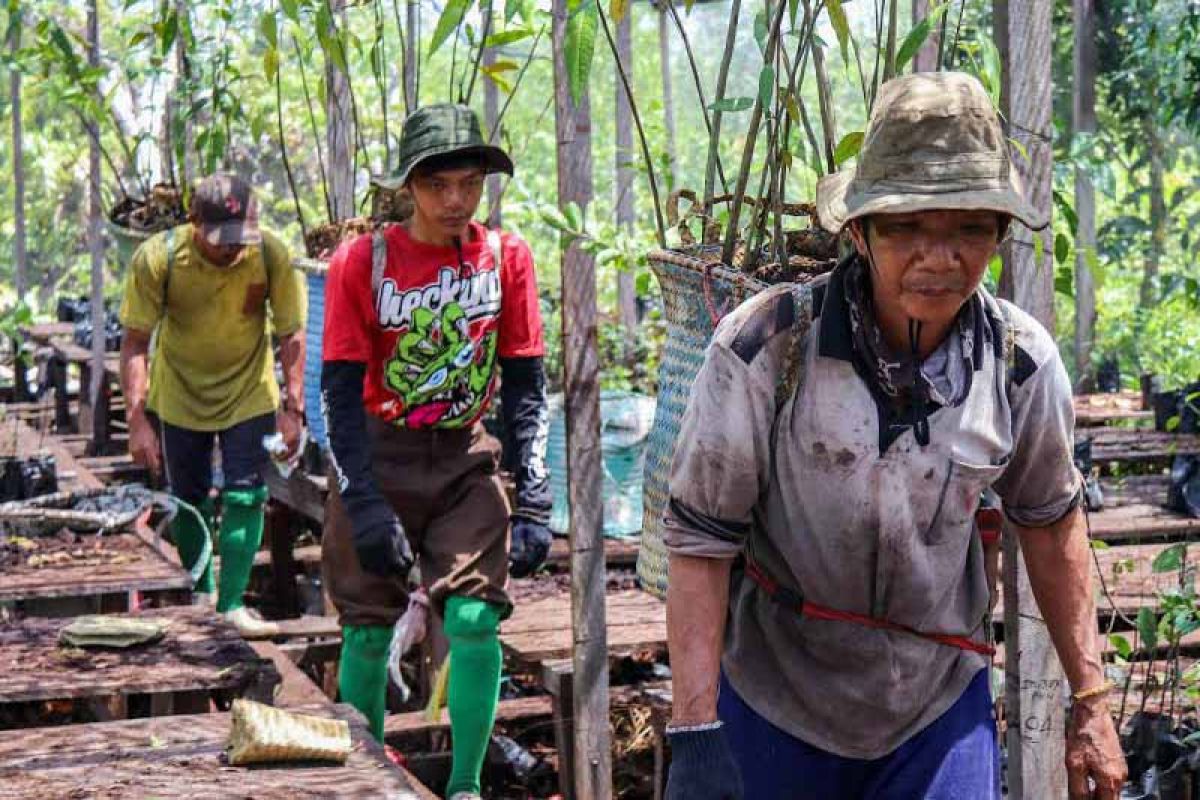 BTNS-BNF perluas area penanaman pohon di Taman Nasional Sebangau