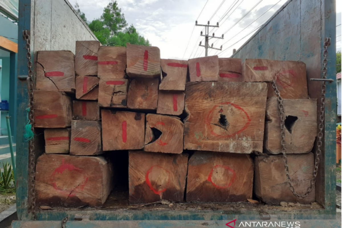 Di Buton Selatan, Balai Gakkum KLHK sita puluhan kayu jati ilegal