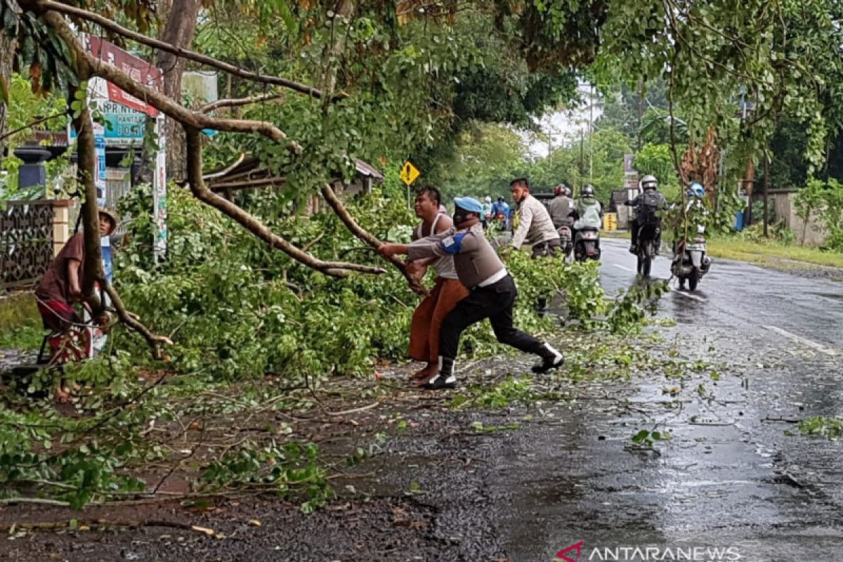 Polsek Jonggat evakuasi pohon tumbang