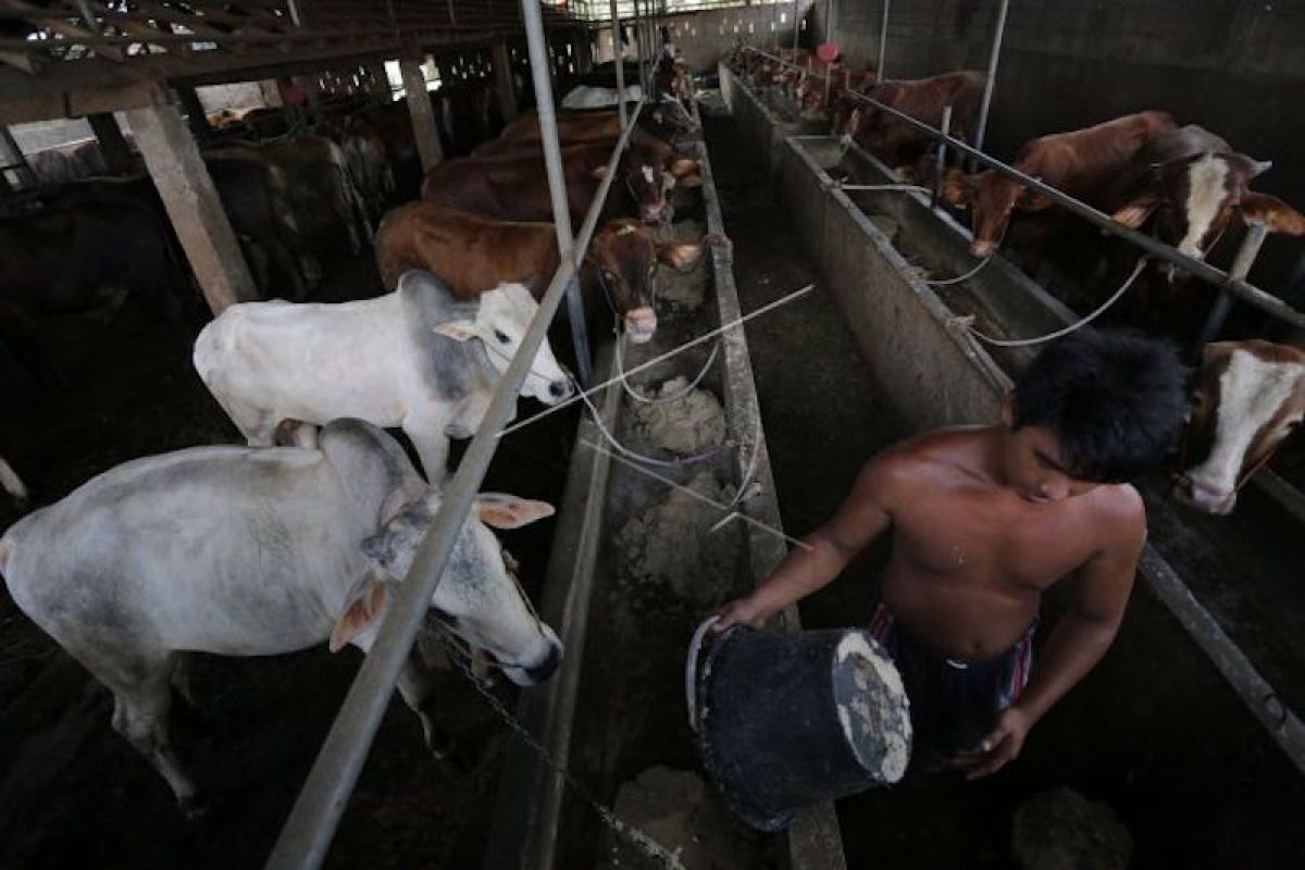 Virus jembrana akibatkan 22 sapi mati