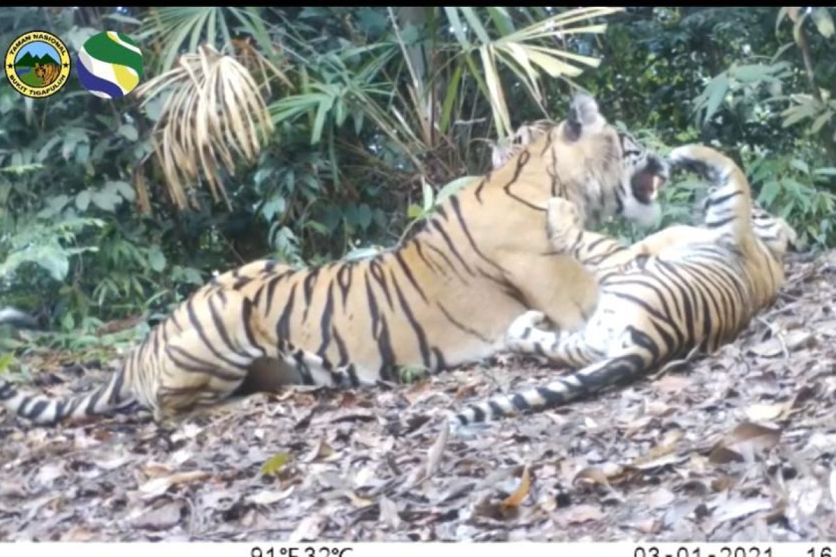 Seekor induk dan dua anak harimau sumatera terpantau di Taman Nasional Bukit Tiga Puluh