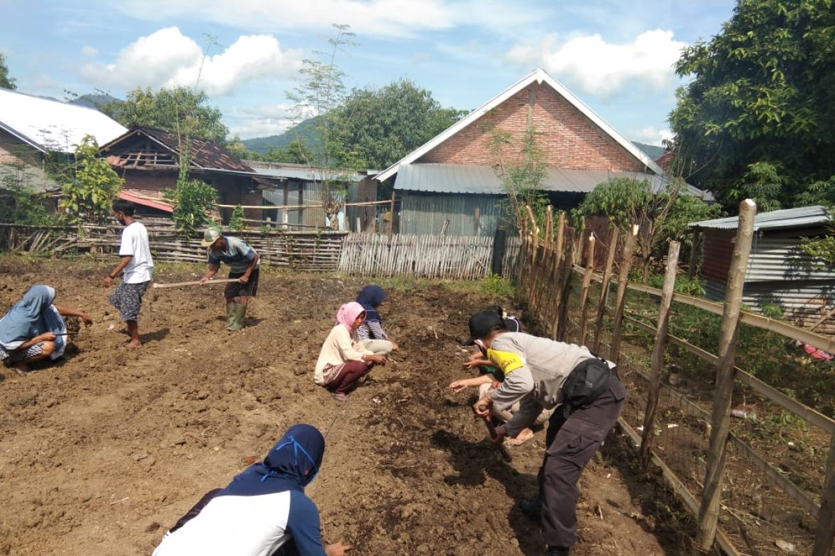 Kebun gizi Desa Pernek wujud ketahanan pangan mendukung Kampung Sehat 2