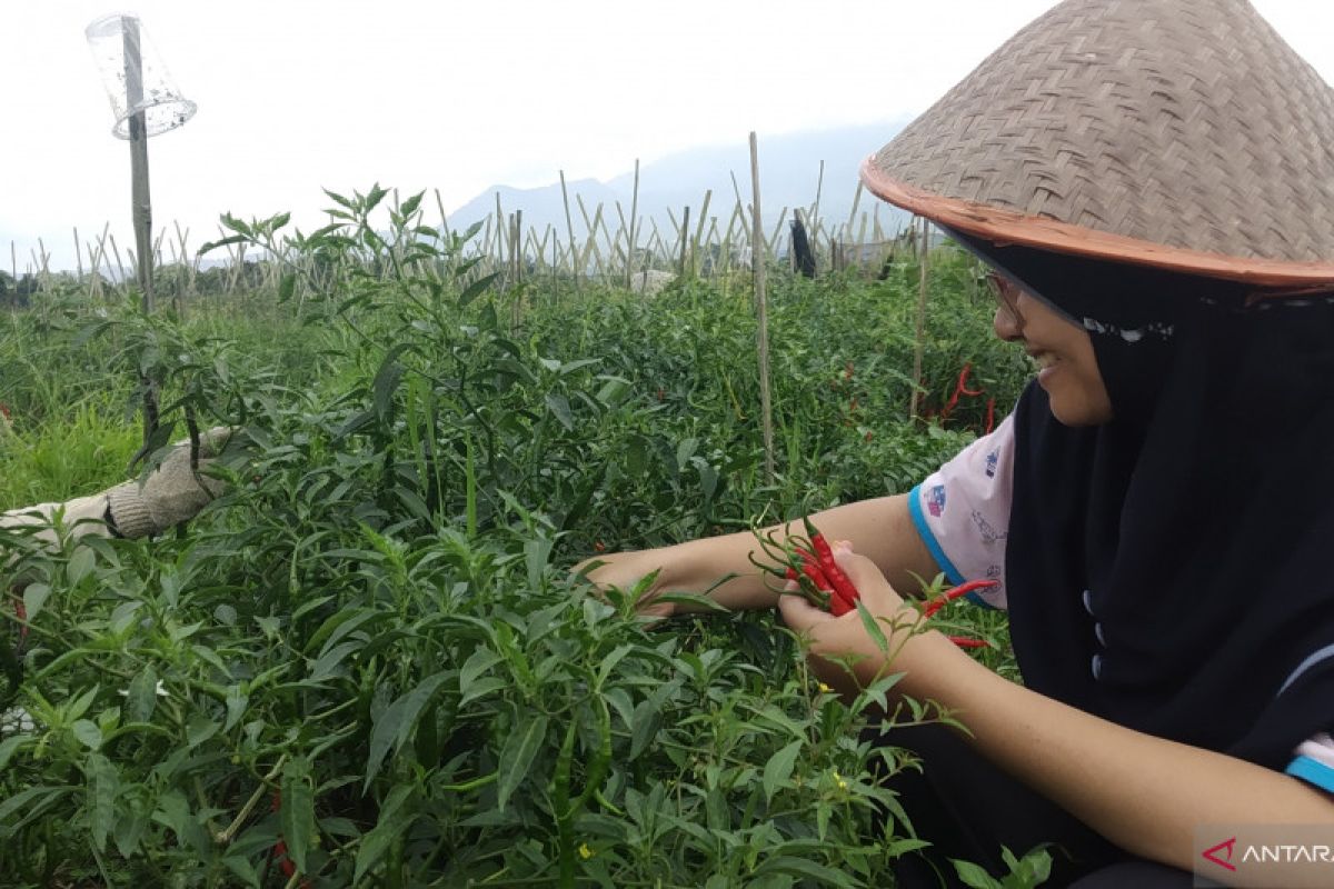 Jelang Ramadhan harga cabai merah di tingkat petani di Tanah Datar mulai naik