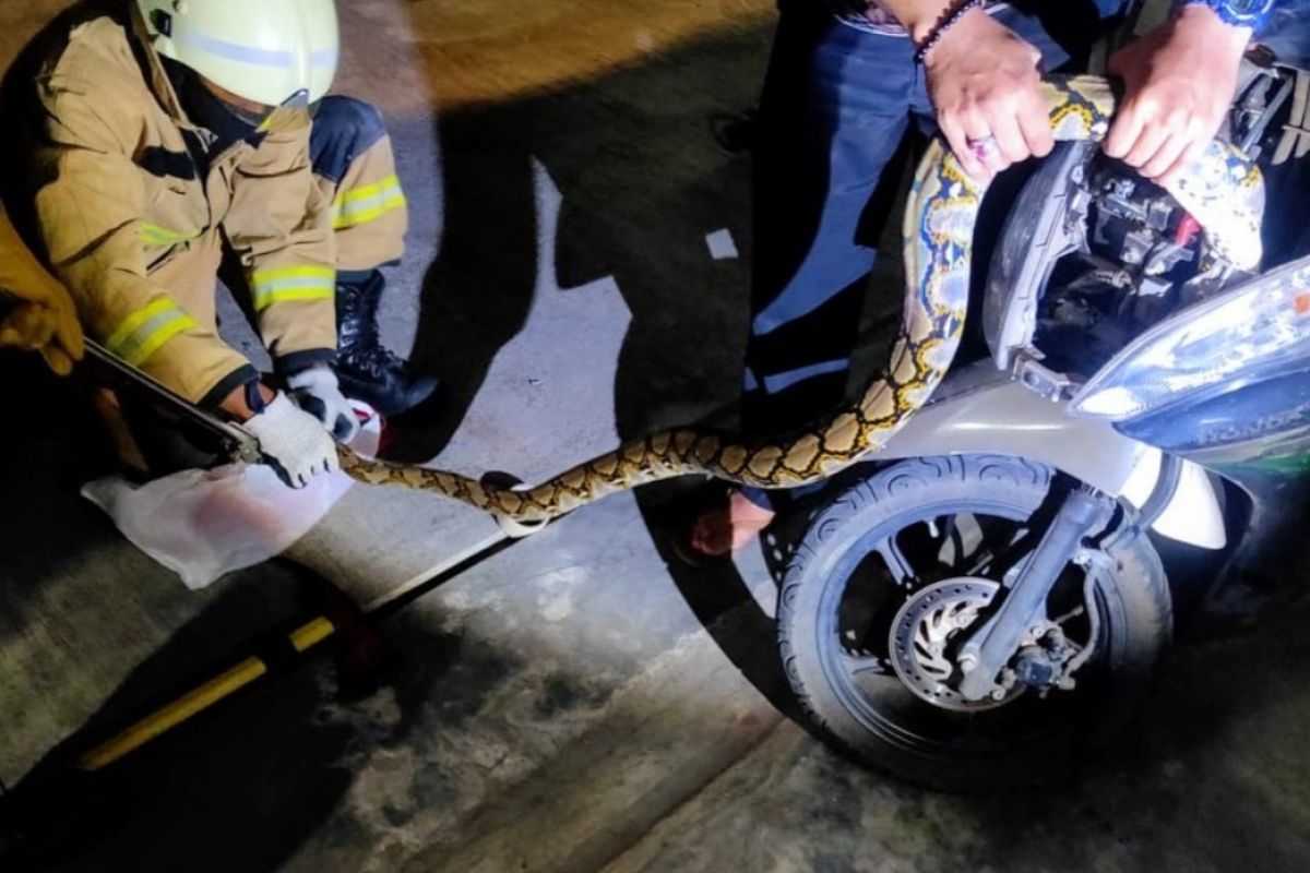 Seekor ular sanca panjang dua meter masuk ke dalam motor warga