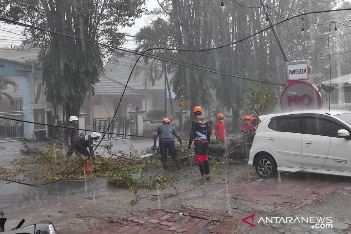 Seorang pengendara motor di Jember terluka akibat tertimpa pohon tumbang