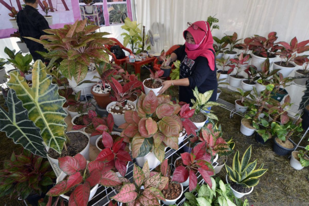 Di Sukabumi, warga tetap geluti bisnis tanaman Aglonema