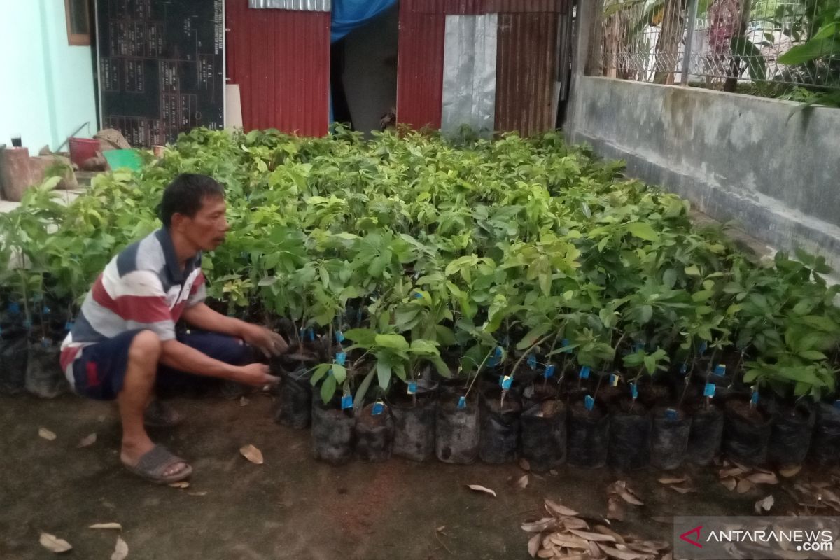 Ribuan bibit buah unggul dibagikan KSDA bantu ekonomi warga Agam