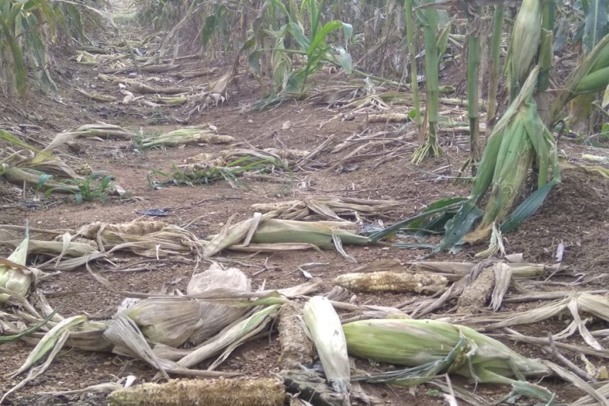 Kawanan monyet serang  jagung manis petani Sipirok