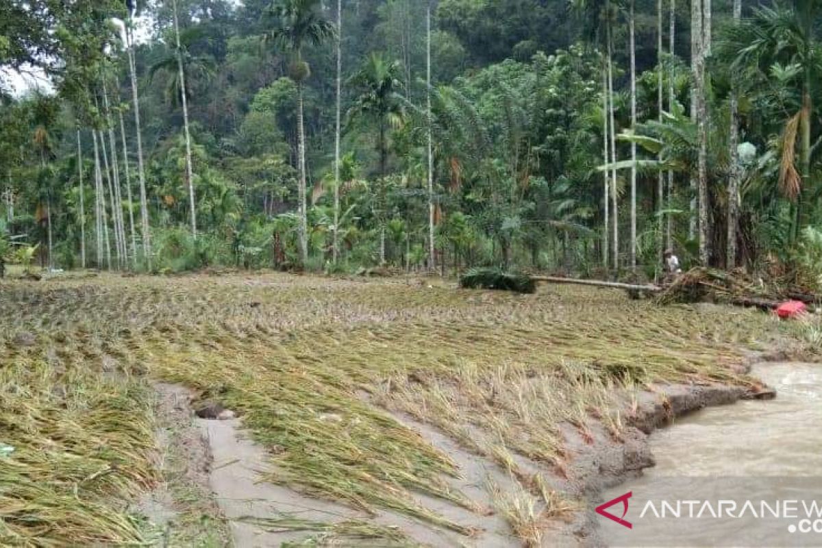 Banjir rusak 10 hektare lahan pertanian dan jembatan di Pasaman