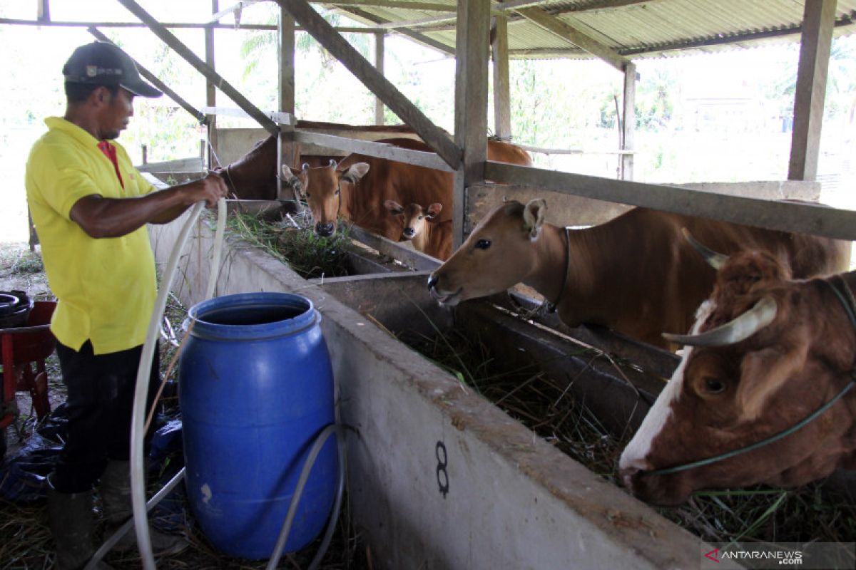 DPRD Riau ingatkan agar program hibah sapi dapat terealisasi