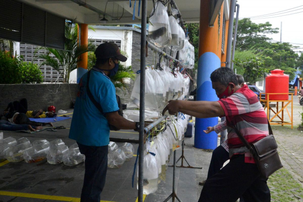 Sentra Ikan  Surabaya disulap jadi pasar ikan hias