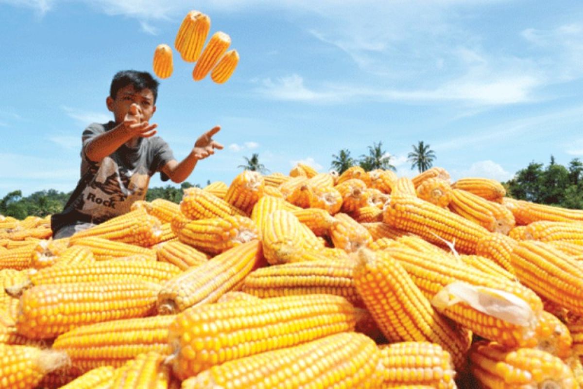 Sumut targetkan produksi jagung 1,9 juta ton
