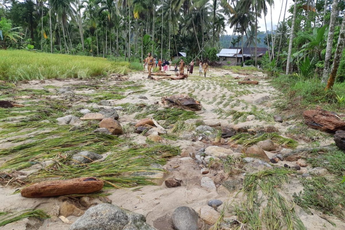 Akibat banjir, kerugian pertanian di Sundata Pasaman capai Rp180 juta