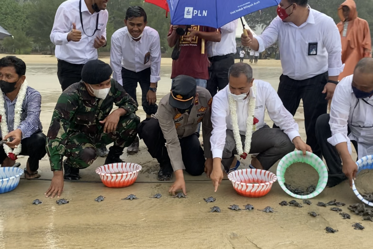 Peduli lingkungan, PLN UIW Aceh lepas ratusan tukik di Lhoknga