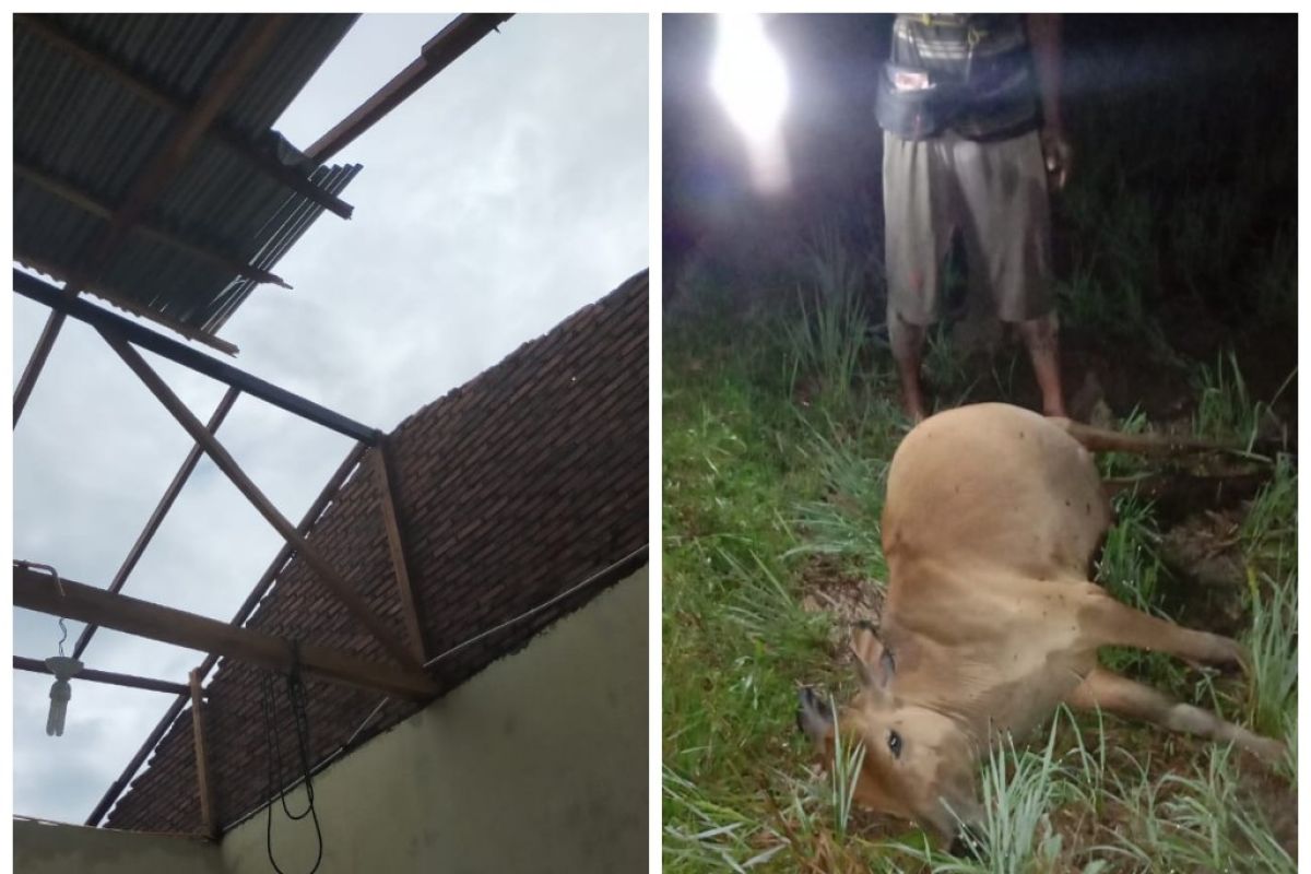 Angin kencang dan petir di Timbang Lawan Bahorok Langkat, lima rumah rusak, lembu mati