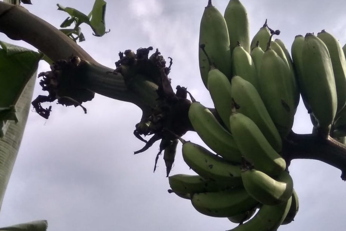 Selain jagung, kebun pisang petani Sipirok tak luput diserang kawanan monyet
