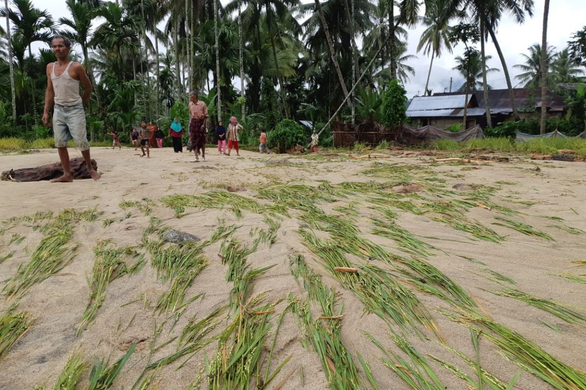 Enam hektare sawah siap panen di Pasaman rusak diterjang banjir