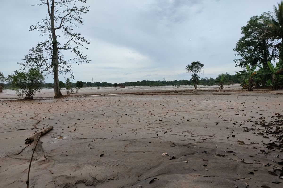 Persawahan di Kalsel banyak rusak karena bencana banjir