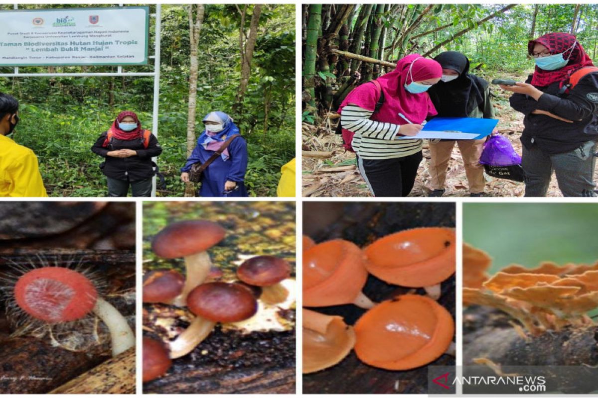 Taman Biodiversitas Hujan Tropis Kalsel miliki ragam jamur makroskopis