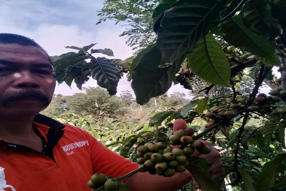 Berita pekan ini - Harga kopi Lampung Barat berkisar Rp17.000/kg