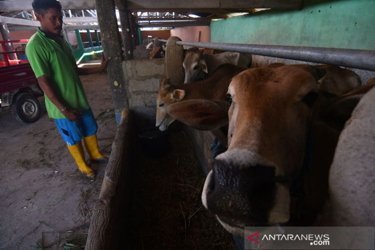 Kemenko Perekonomian dorong peternakan sapi beralih ke basis komersial