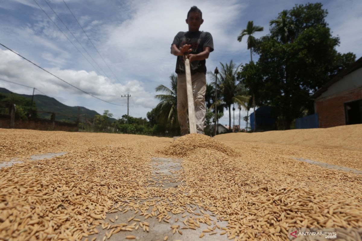 Setitik asa petani Aceh Besar ditengah pandemi