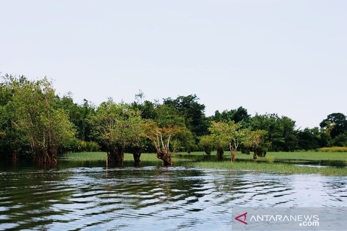 Keindahan Pantai Tlepuk Gondoruso Lumajang dikelilingi bonsai alami