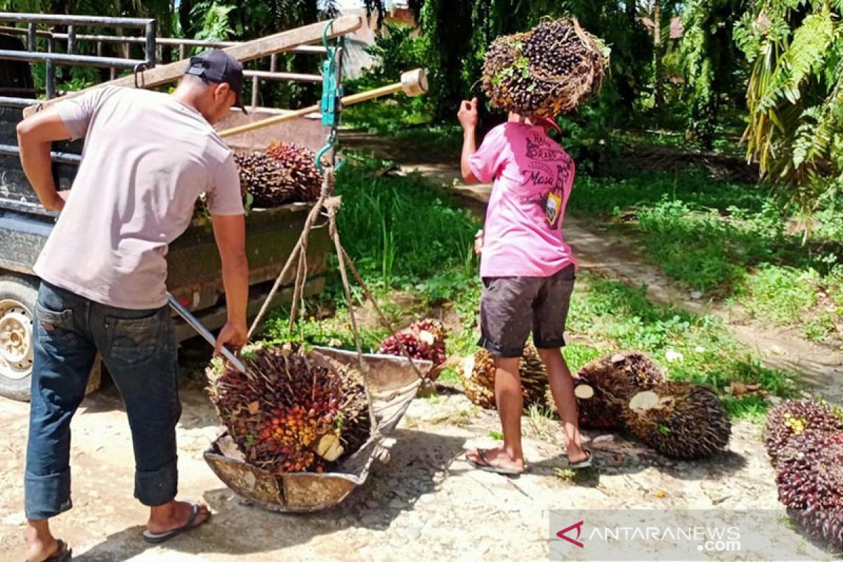 Harga TBS sawit di Subulussalam Aceh Rp1.920 per kilogram