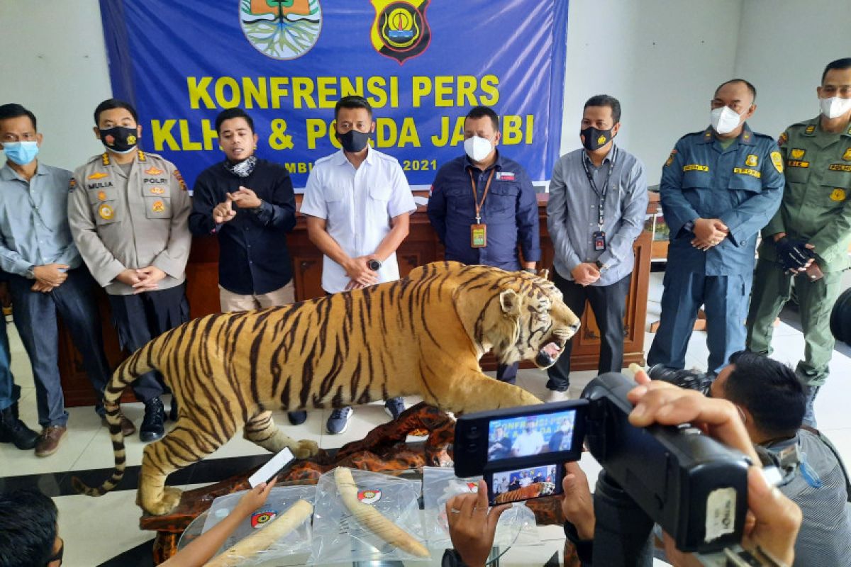 KLHK dan Polda Jambi tangkap penjual opsetan Harimau Sumatera