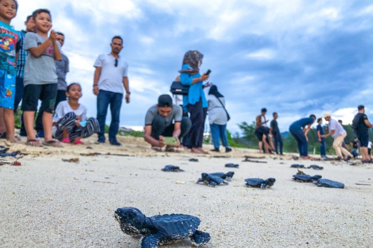 150 ekor tukik dilepasliarkan ke laut Aceh