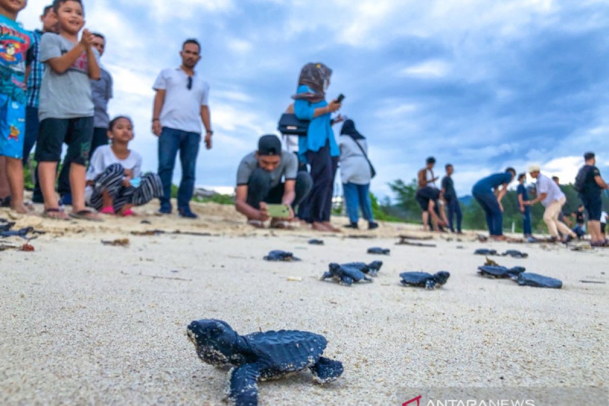 Lestarikan biota laut, 150 ekor tukik dilepasliarkan ke laut Aceh