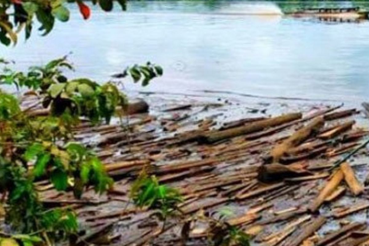 Pria pencari kerang diterkam buaya di sungai, mayatnya belum ditemukan