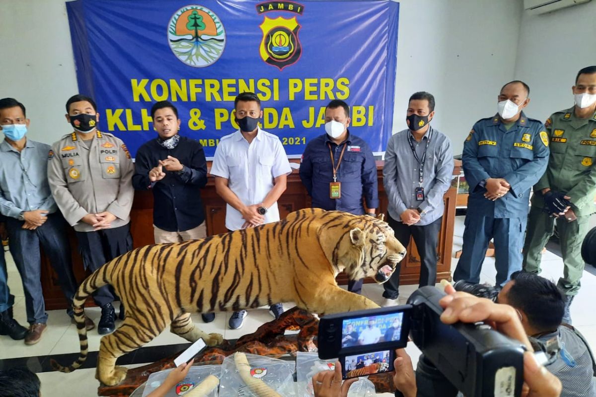 Populasi Harimau Sumatera dan Gajah mengkhawatirkan akibat perburuan liar