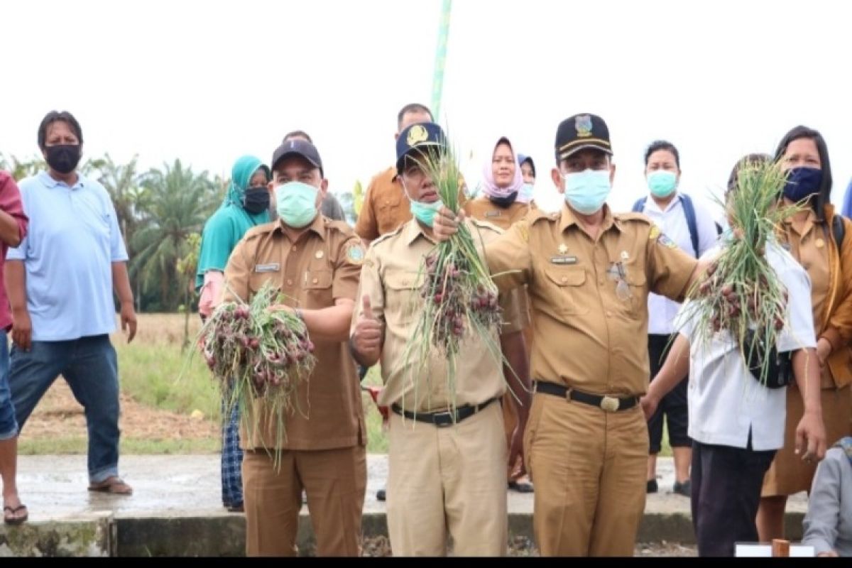 Sekdako Tebing Tinggi lakukan panen bersama bawang merah dan cabai maerah