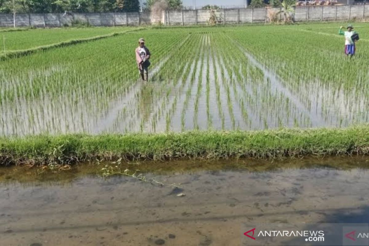 1.106 hektare lahan di Lombok Utara siap ditanami padi