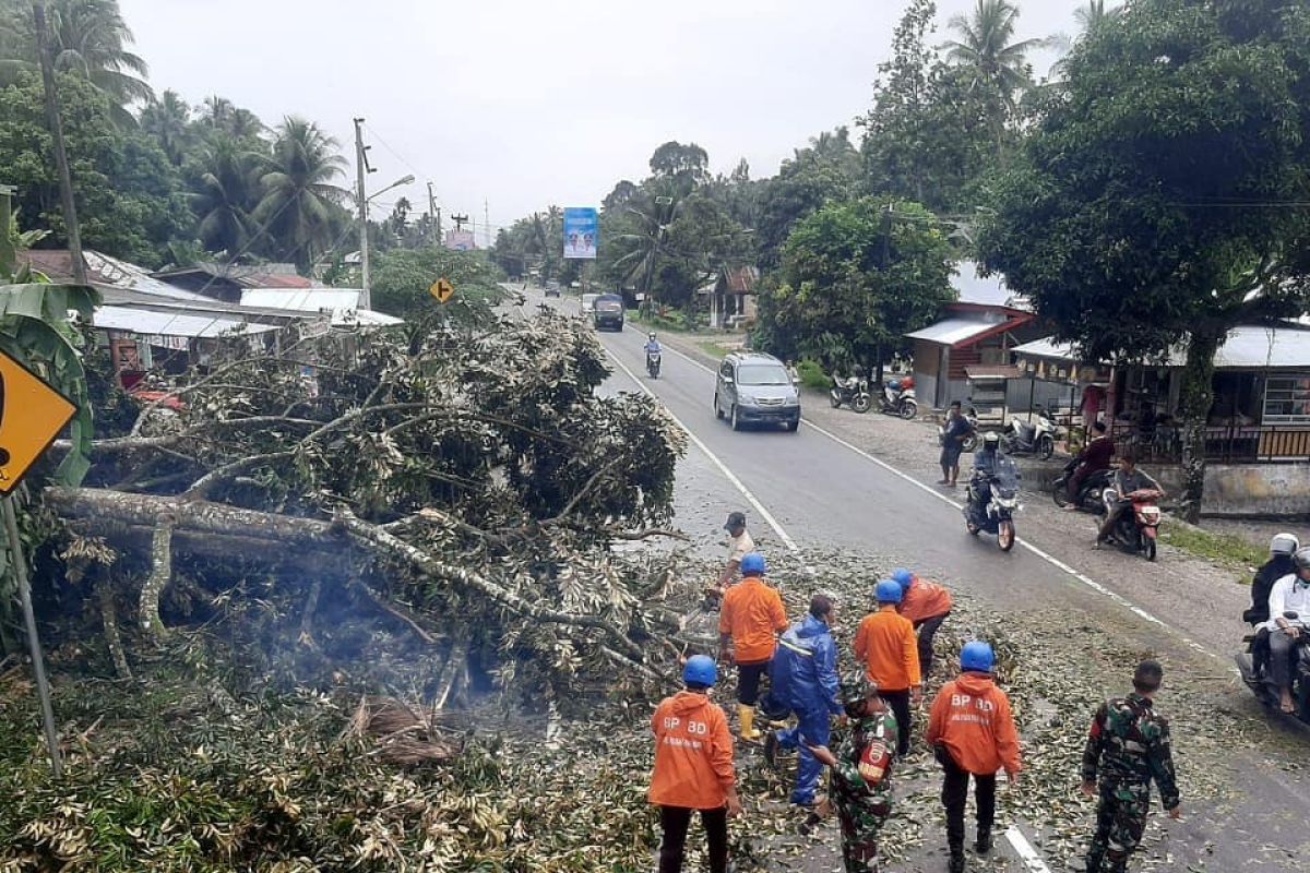 Pohon durian tumbang di Padang Pariaman hambat akses jalan Padang-Bukittinggi