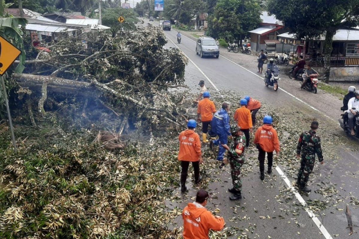 Pohon durian tumbang tutup  jalan Padang-Bukittinggi di Sumbar