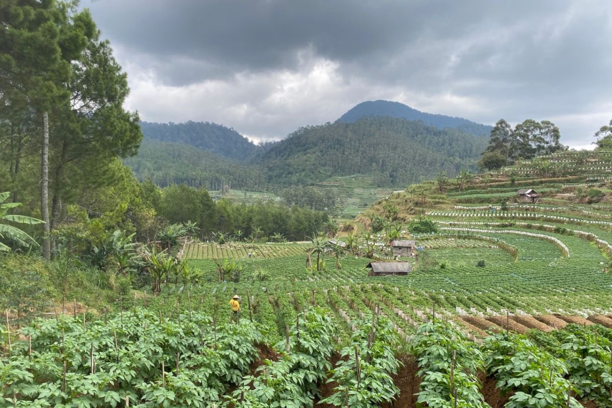 Seruan restorasi hutan bagi kesehatan dan kesejahteraan