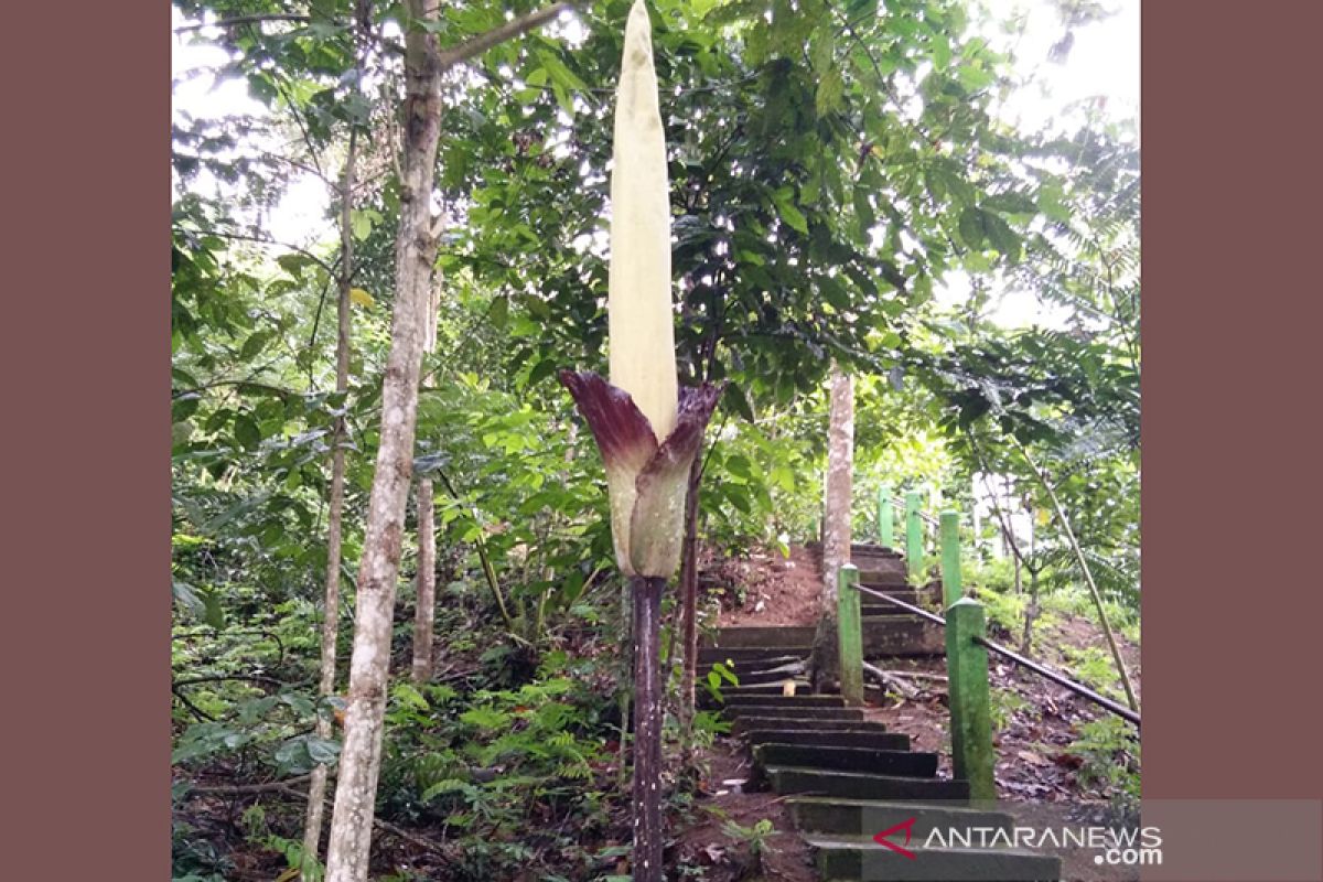 Amorphophallus gigas setinggi lebih 3 meter mekar di Kepahiang Bengkulu