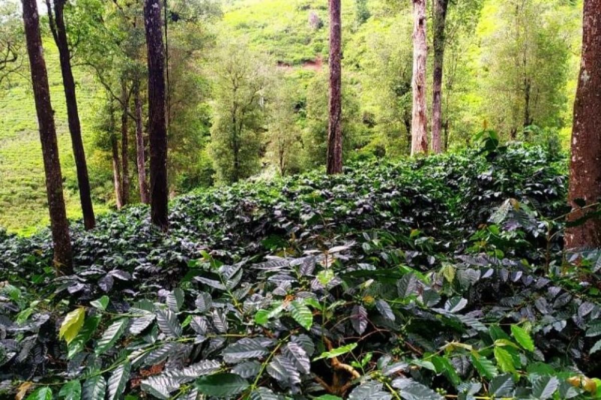Restoring popularity of Cianjur as a quality coffee producer