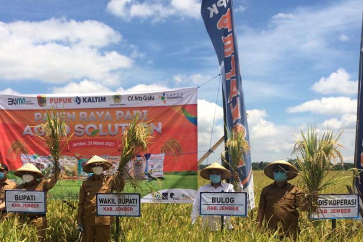 Serapan gabah dan beras Bulog Jember tertinggi se-Jatim