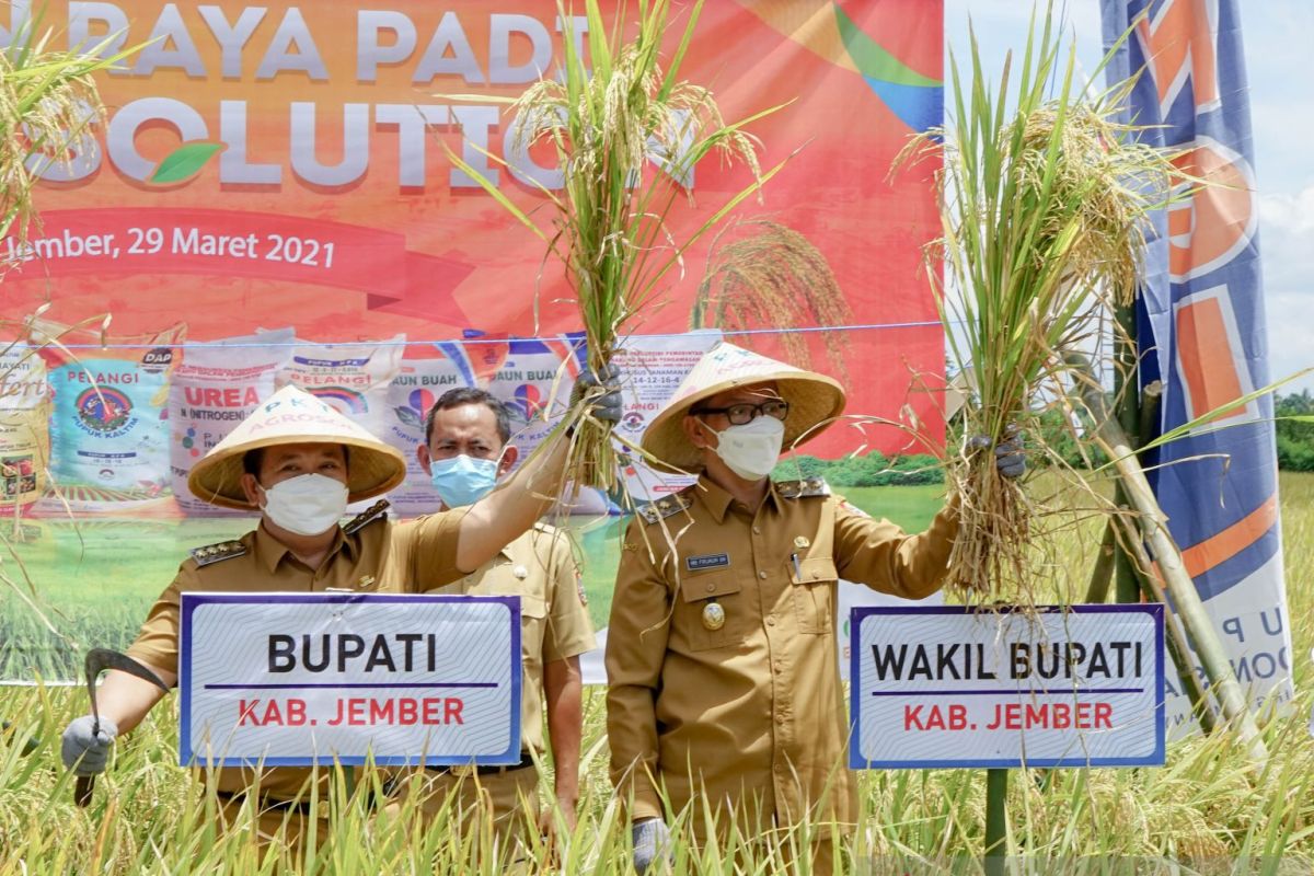 Kabupaten Jember surplus beras 200 ton