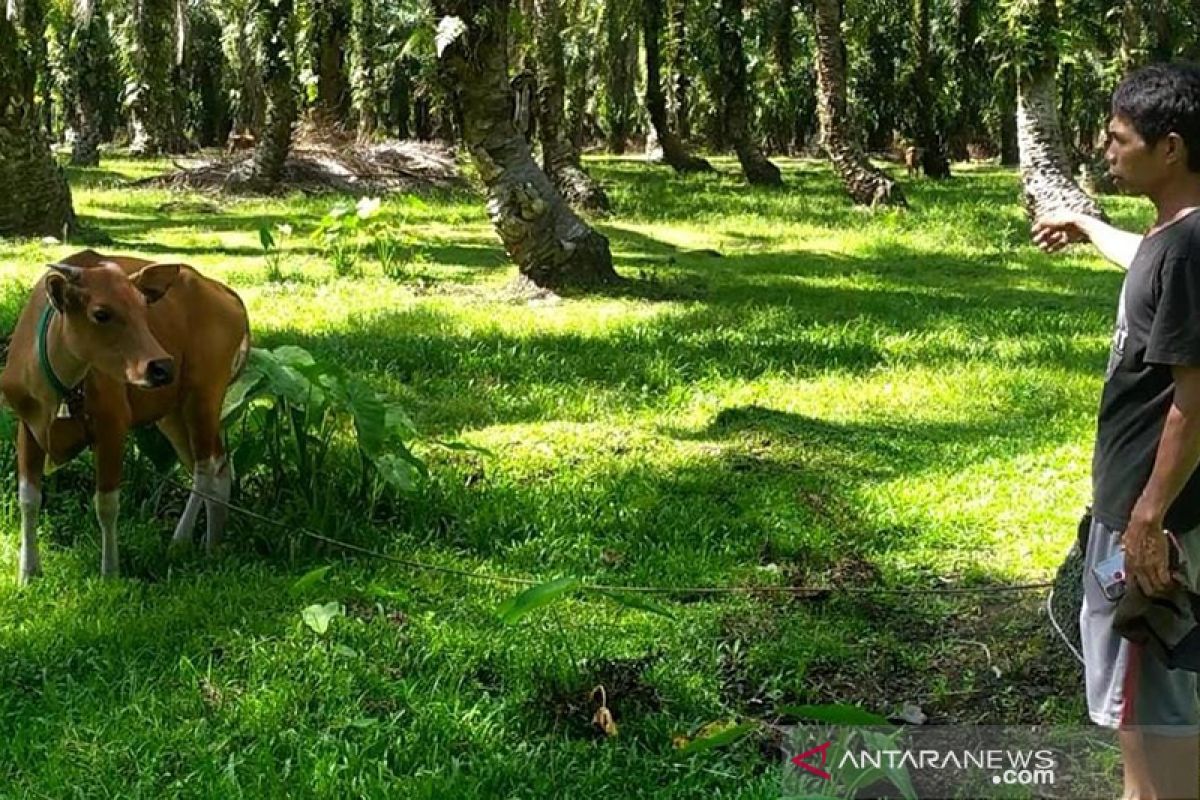 5 ekor sapi di Seluma positif jembrana