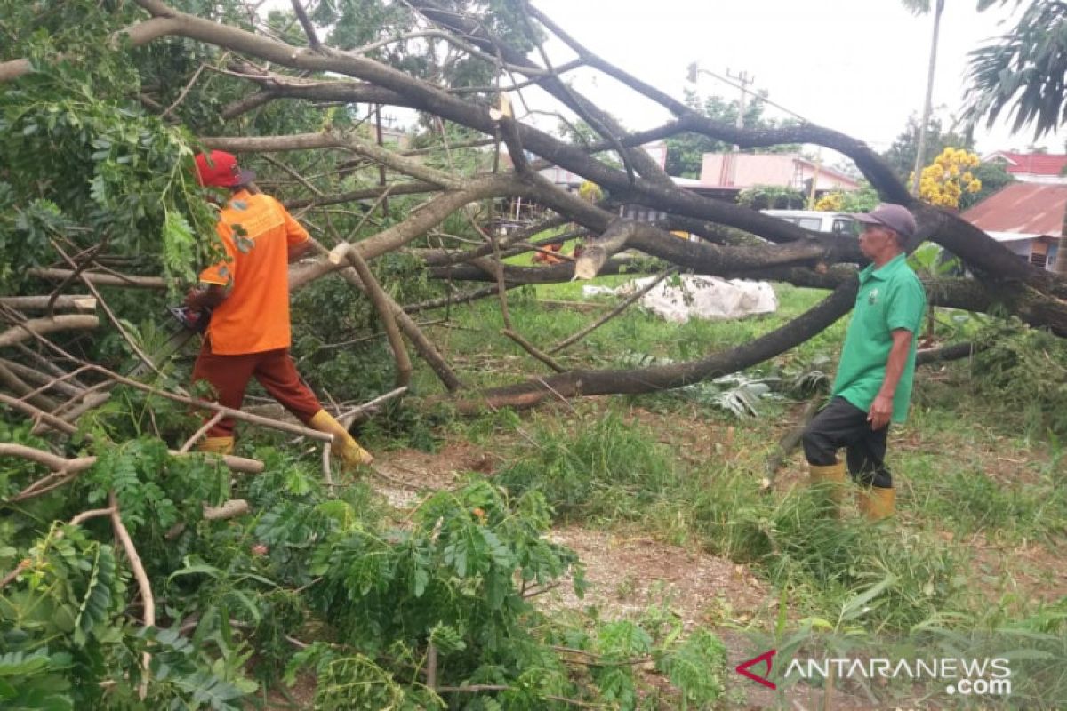 Ini yang menyebabkan tumbangnya 17 pohon di Kota Payakumbuh